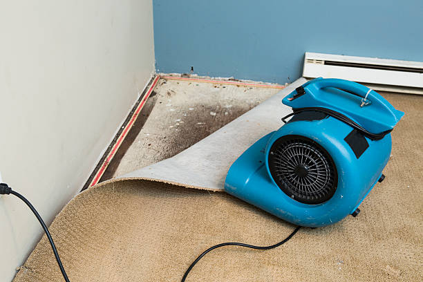 Best Mold removal after water damage  in Verona, WI